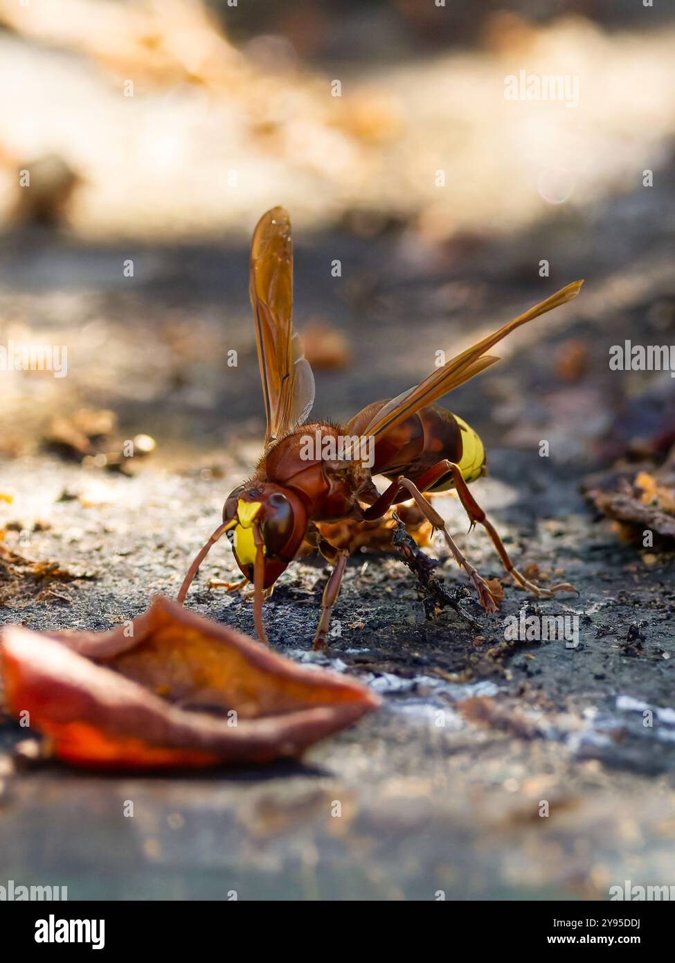 An Oriental hornet, Vespa orientalis, searching for food. Stock Photo