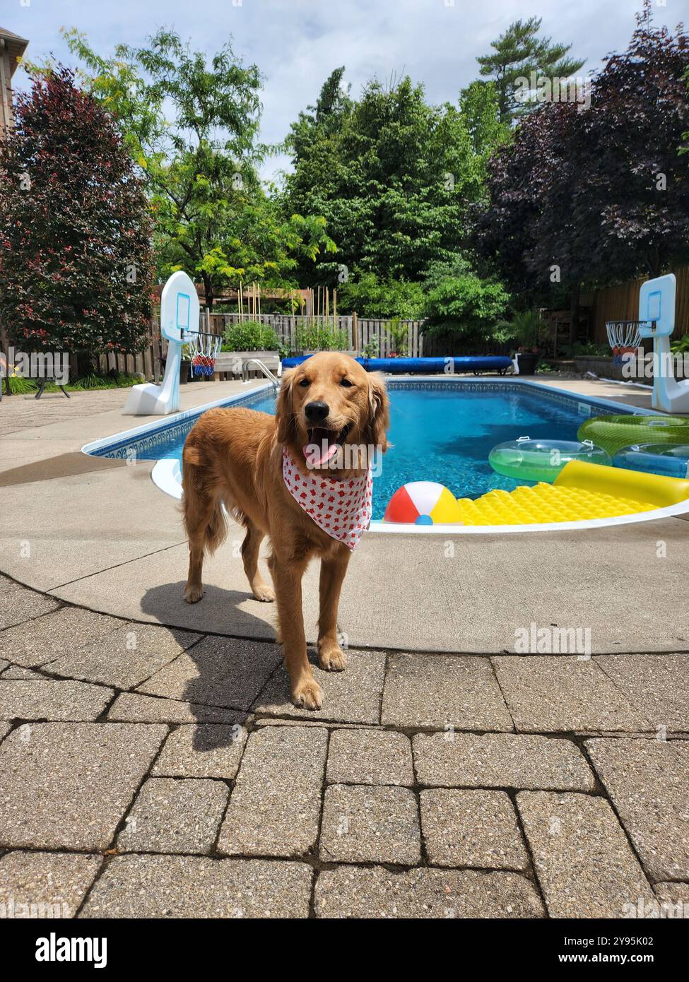 looking for a happy dog? look no further - Smartphone Captured Stock Image