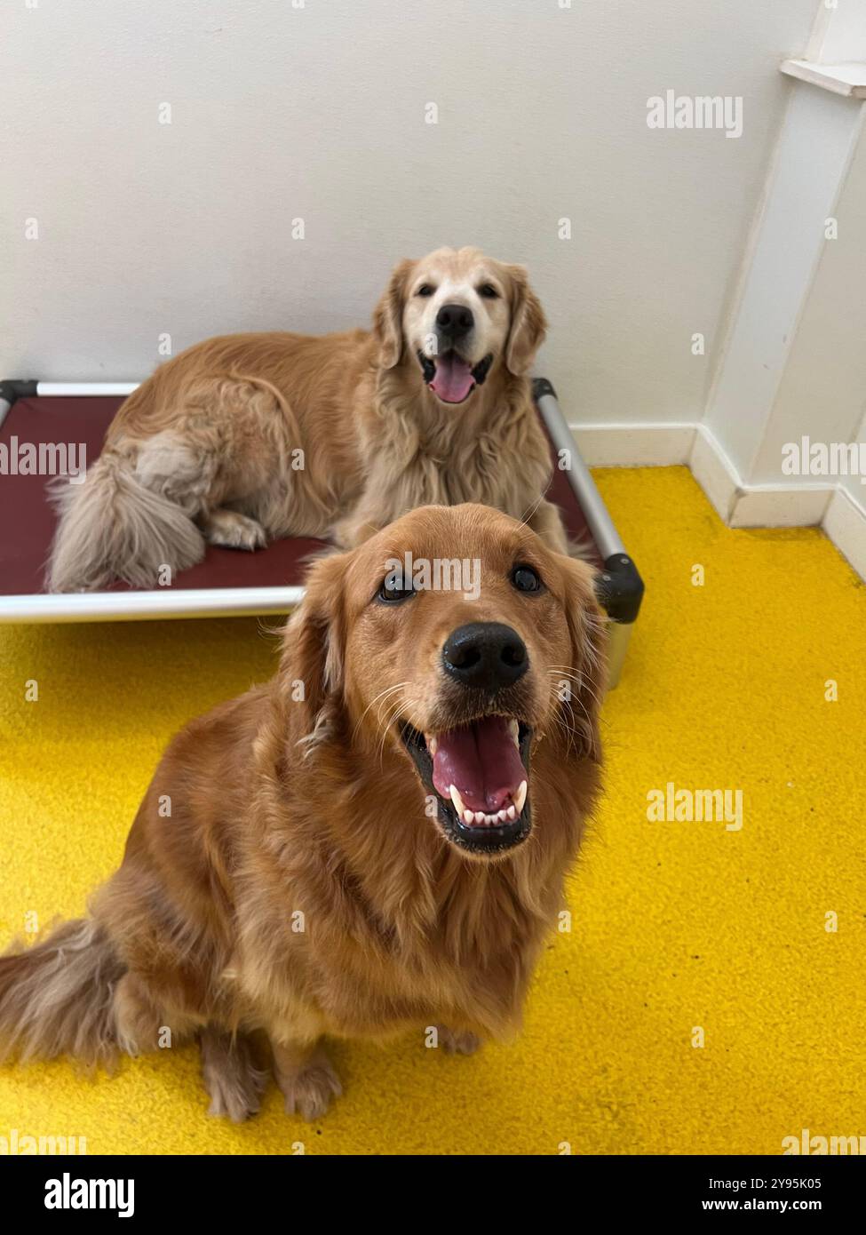 looking for a happy dog? look no further - Smartphone Captured Stock Image