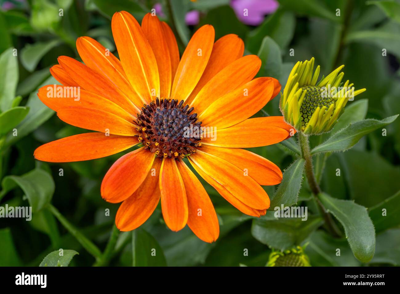 Dimorphotheca African Daisy (Dimorphotheca ecklonis) 'Margarita Orange Flare' Stock ...