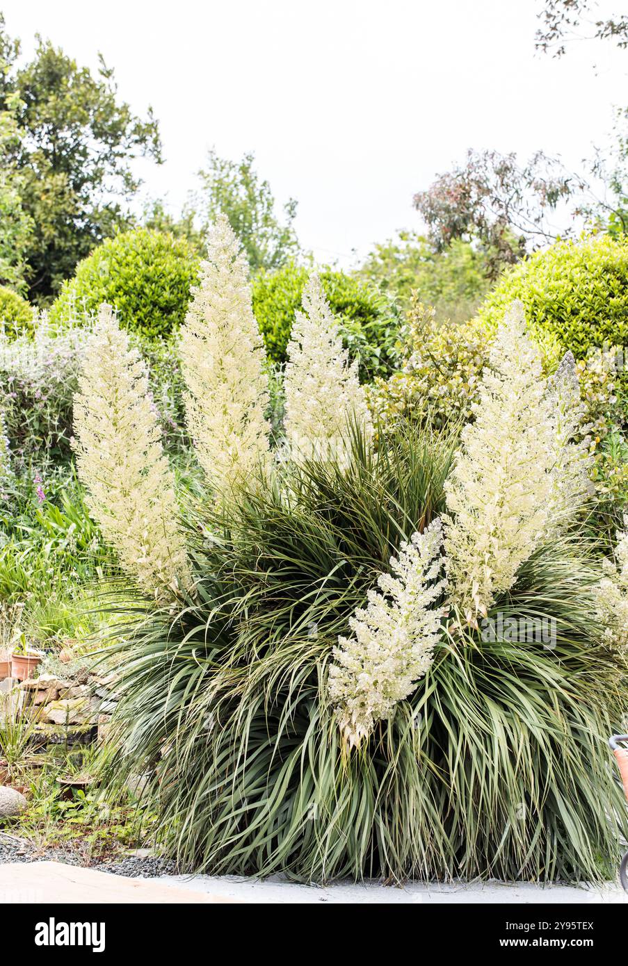 Small-flowered Mexican Mexican Bear Grass (Nolina parviflora) in bloom ...