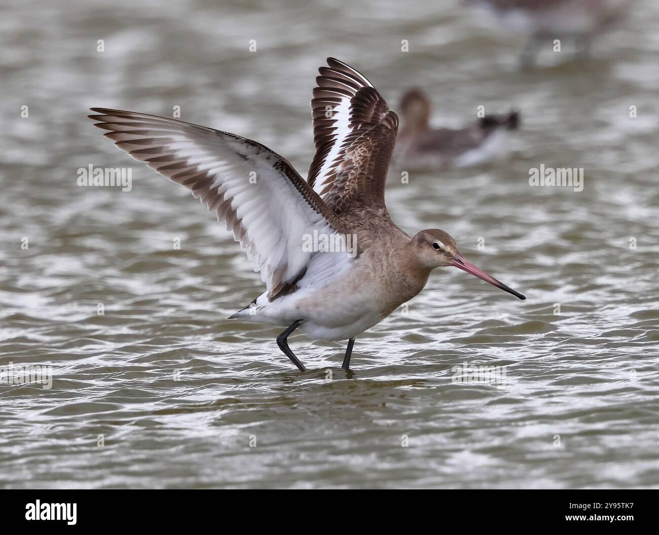 A Black Tailed Godwit (Limosa limosa) at Slimbridge WWT Gloucestershire UK Stock Photo