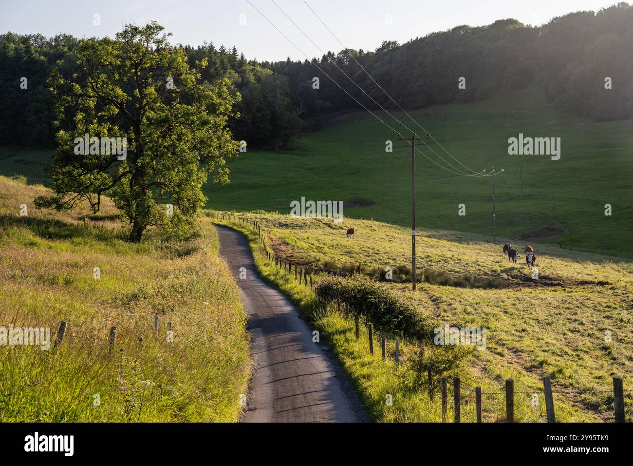 Cattle graze on pasture at Kingscote Park in the Cotswolds Hills of Gloucestershire, England. Stock Photo