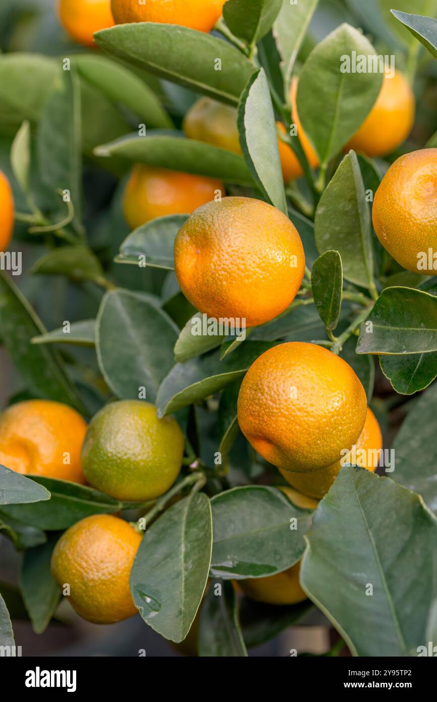 Calamondin (Citrofortunella × microcarpa) fruits on tree Stock Photo
