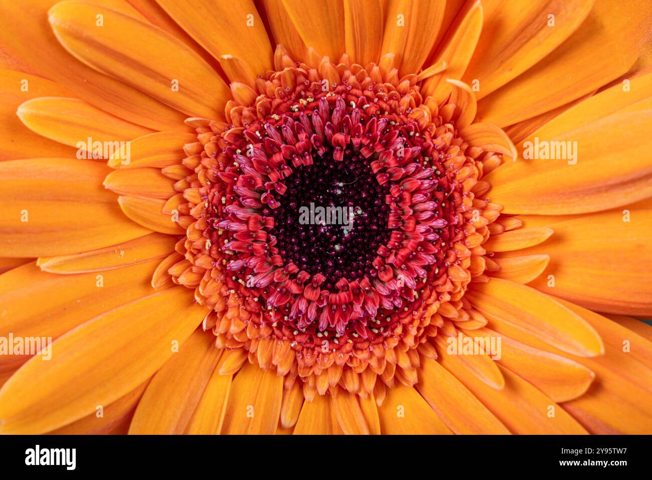 Gerbera flowers in studio Stock Photo