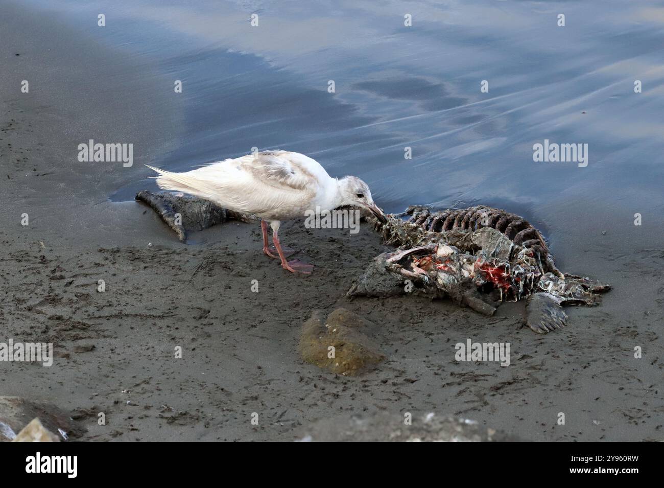 A California sea gull picking at the remains of a California Sea Lion lying on a small beach in Crescent City, California. Stock Photo