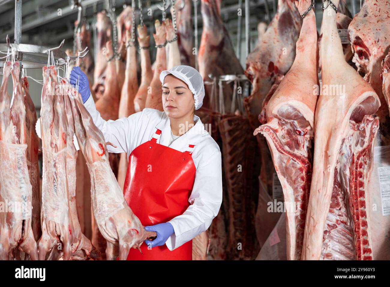 Female butcher shop worker checking hanging raw lamb carcasses Stock ...