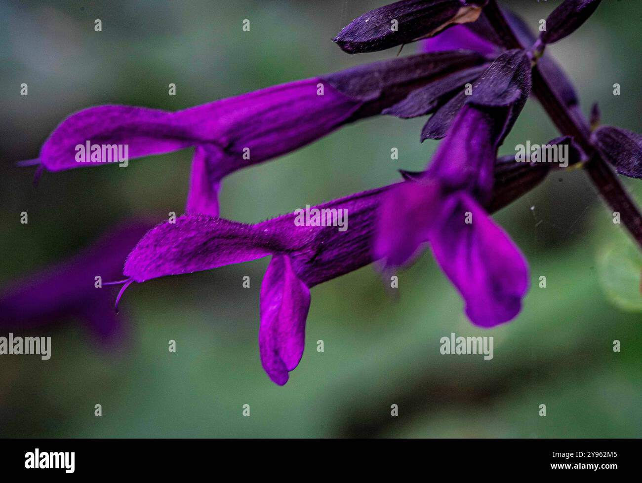 Placentia, California, USA. 8th Oct, 2024. Deep purple salvia blooms in the warmth of a Fall morning. The photographerÃs home garden shows bright colors and is full of life in early October. Fall comes to suburban gardens in Orange County, California, with warm temperatures and cool nights. (Credit Image: © Bruce Chambers/ZUMA Press Wire) EDITORIAL USAGE ONLY! Not for Commercial USAGE! Stock Photo