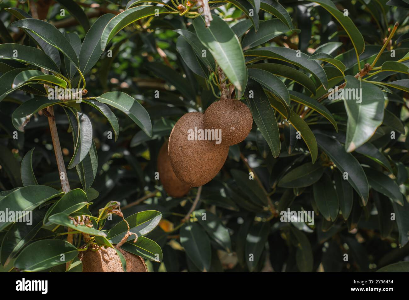 Close up organic sapodilla fruits hi-res stock photography and images ...