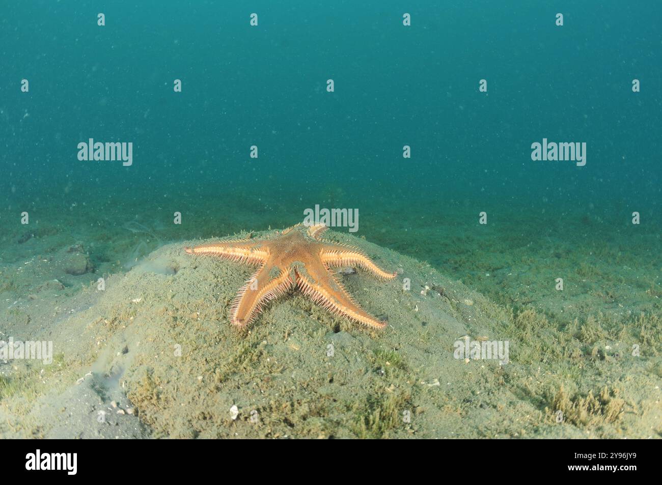 Comb sea star Astropecten polyacanthus on top of mud mound with holes revealing inhabitants. Location: Mahurangi Harbour New Zealand Stock Photo
