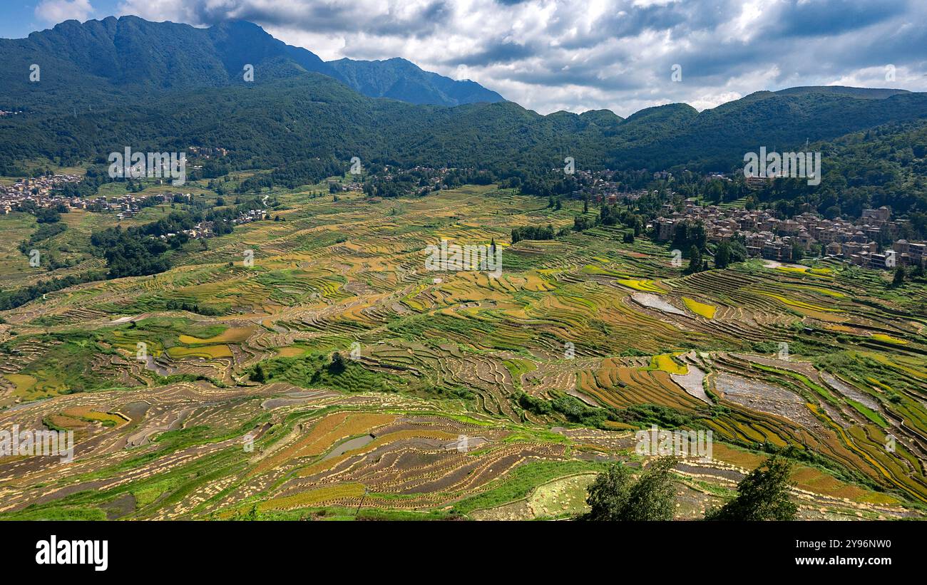 Landscape with green and yellow rice terraced fields, a village and ...