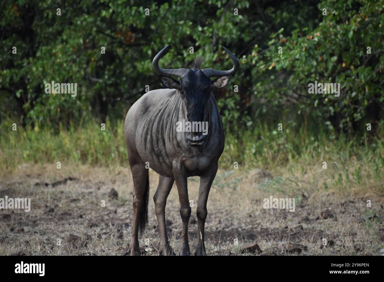 Life in nature hi-res stock photography and images - Alamy