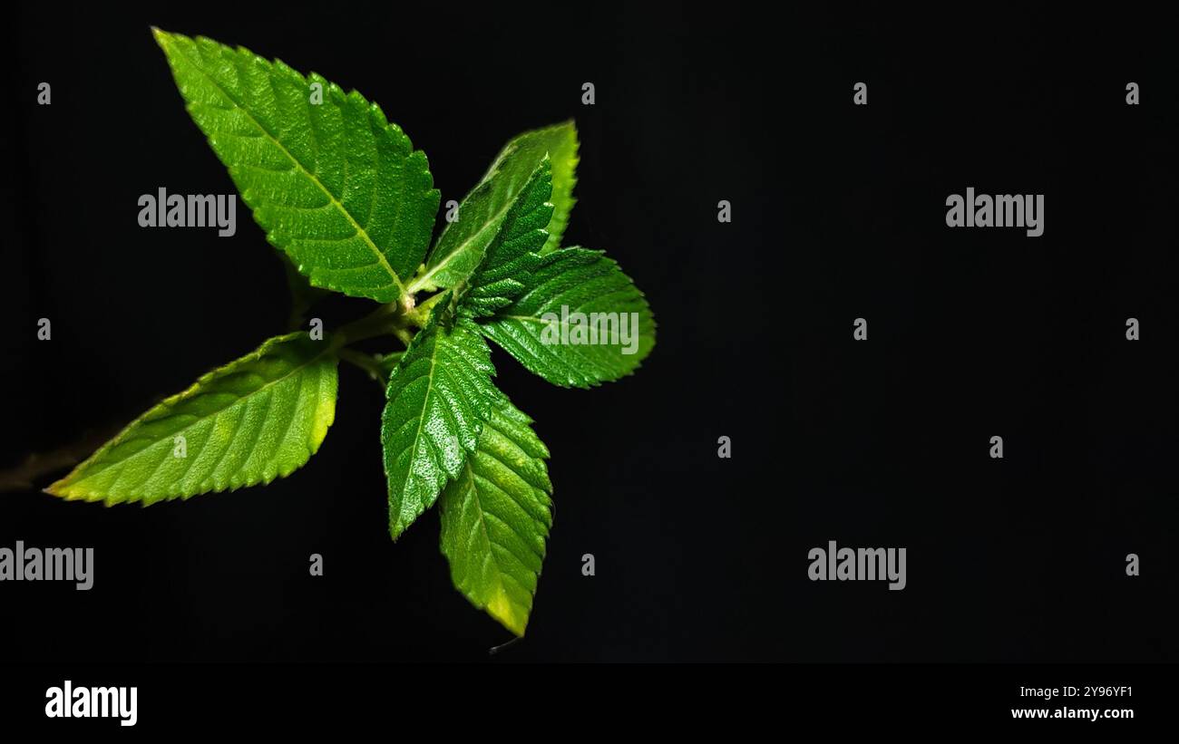 Green and tall jute plant close up photography Stock Photo - Alamy