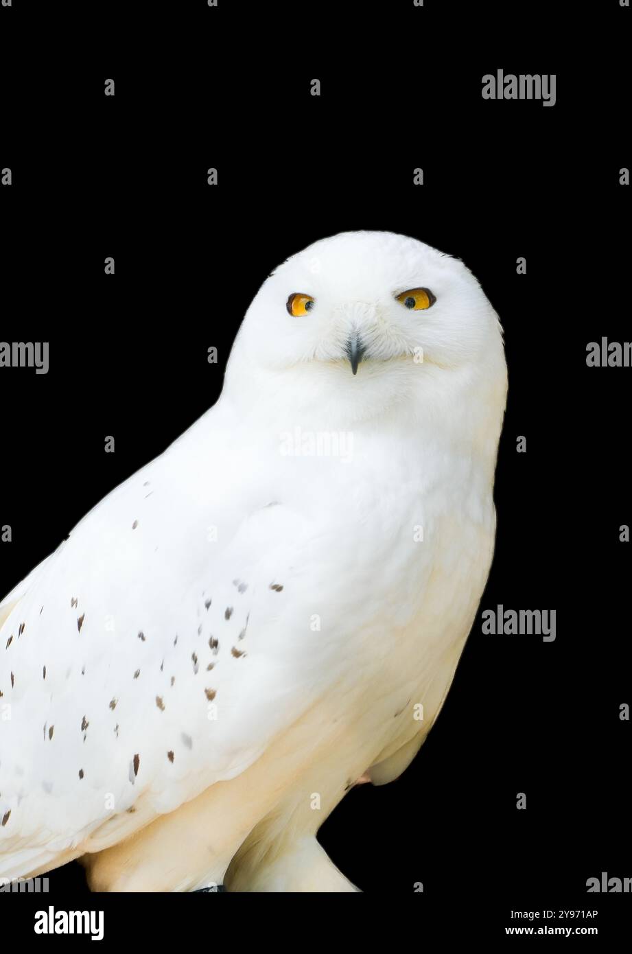 Portrait of a white snowy owl against a white background Stock Photo