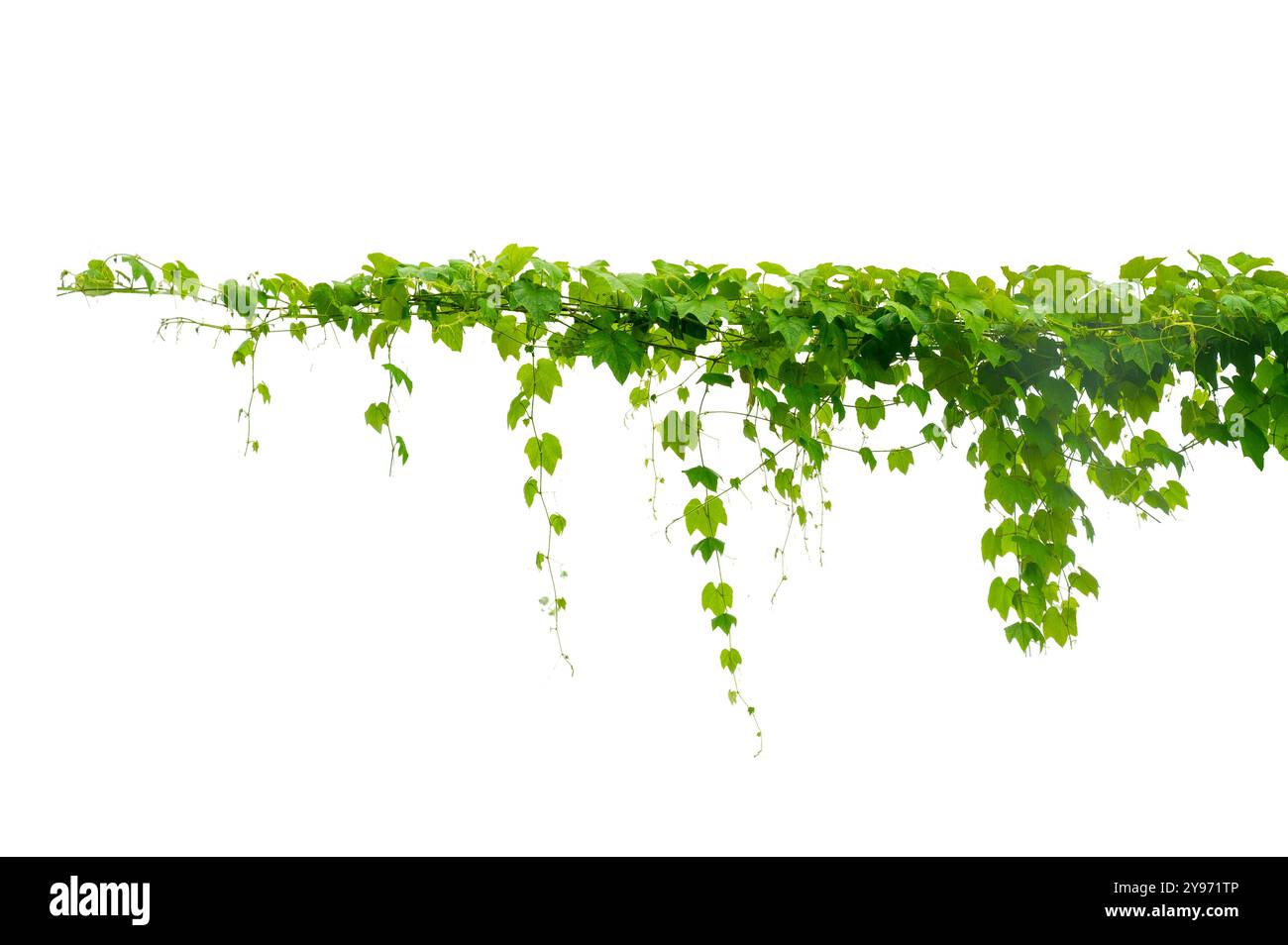 vine frame leaf vine isolates on a white background Stock Photo