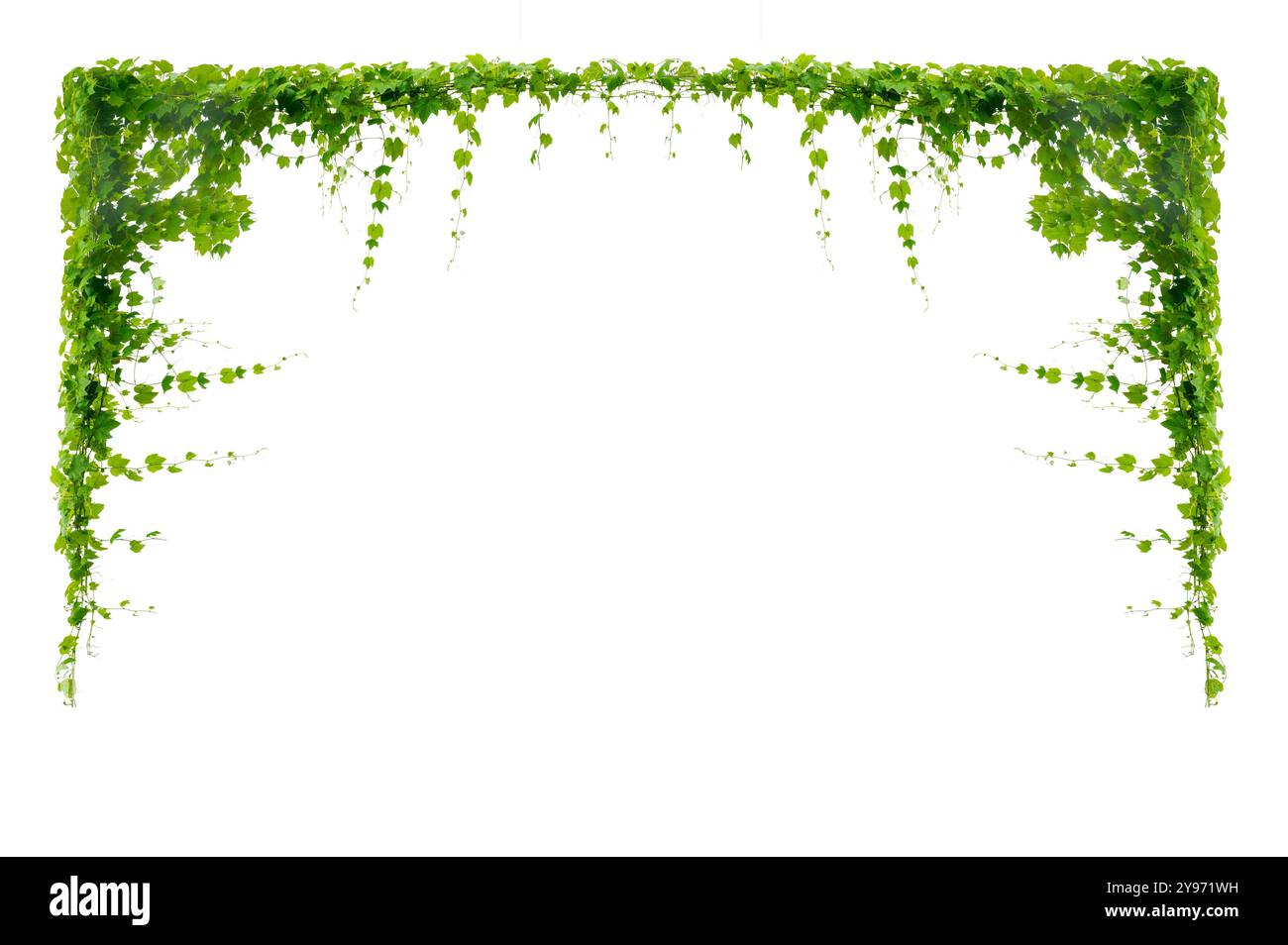 vine frame leaf vine isolates on a white background Stock Photo