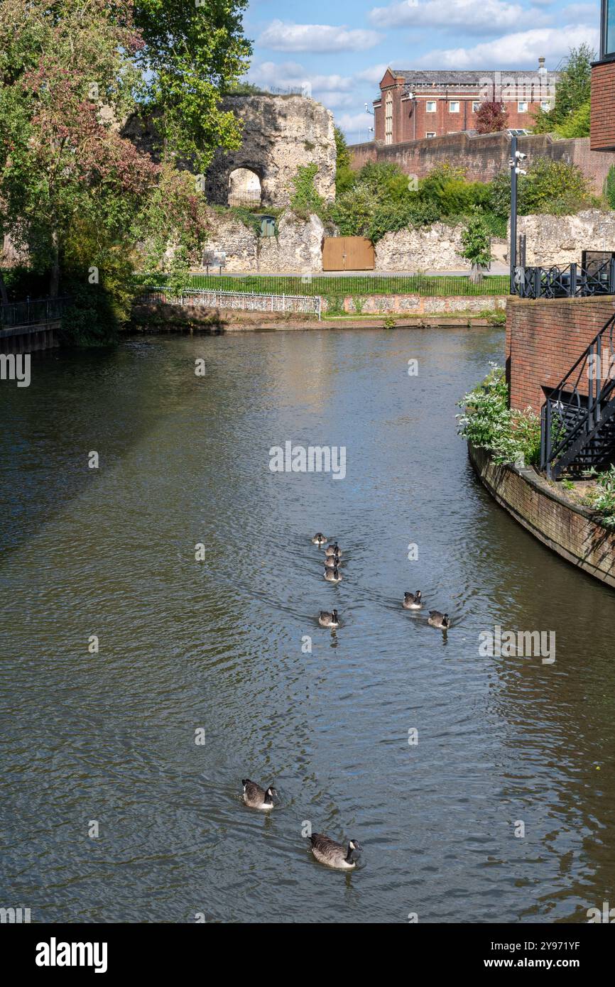 Reading Abbey ruins, Reading, Berkshire, England, UK, view across the River Kennet. Ruined abbey founded by Henry I in 1121 Stock Photo