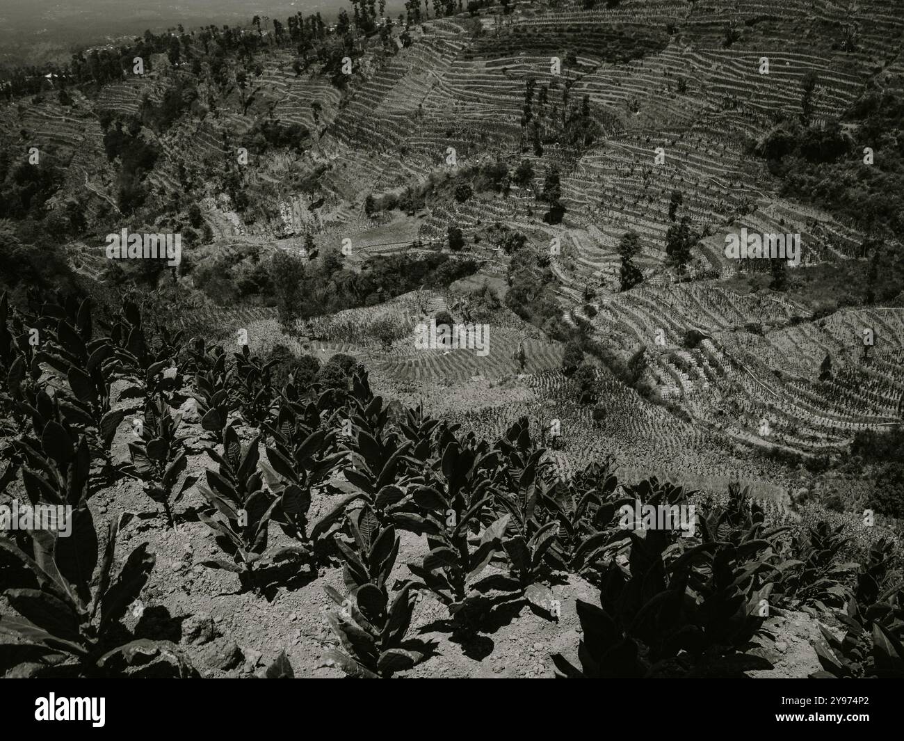where is tobacco stock located Plantations of tobacco hi-res stock photography and images