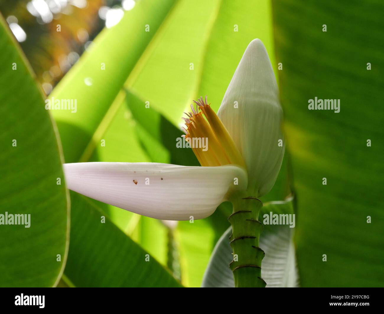white flower of ornamental banana plant, close up photo with green ...