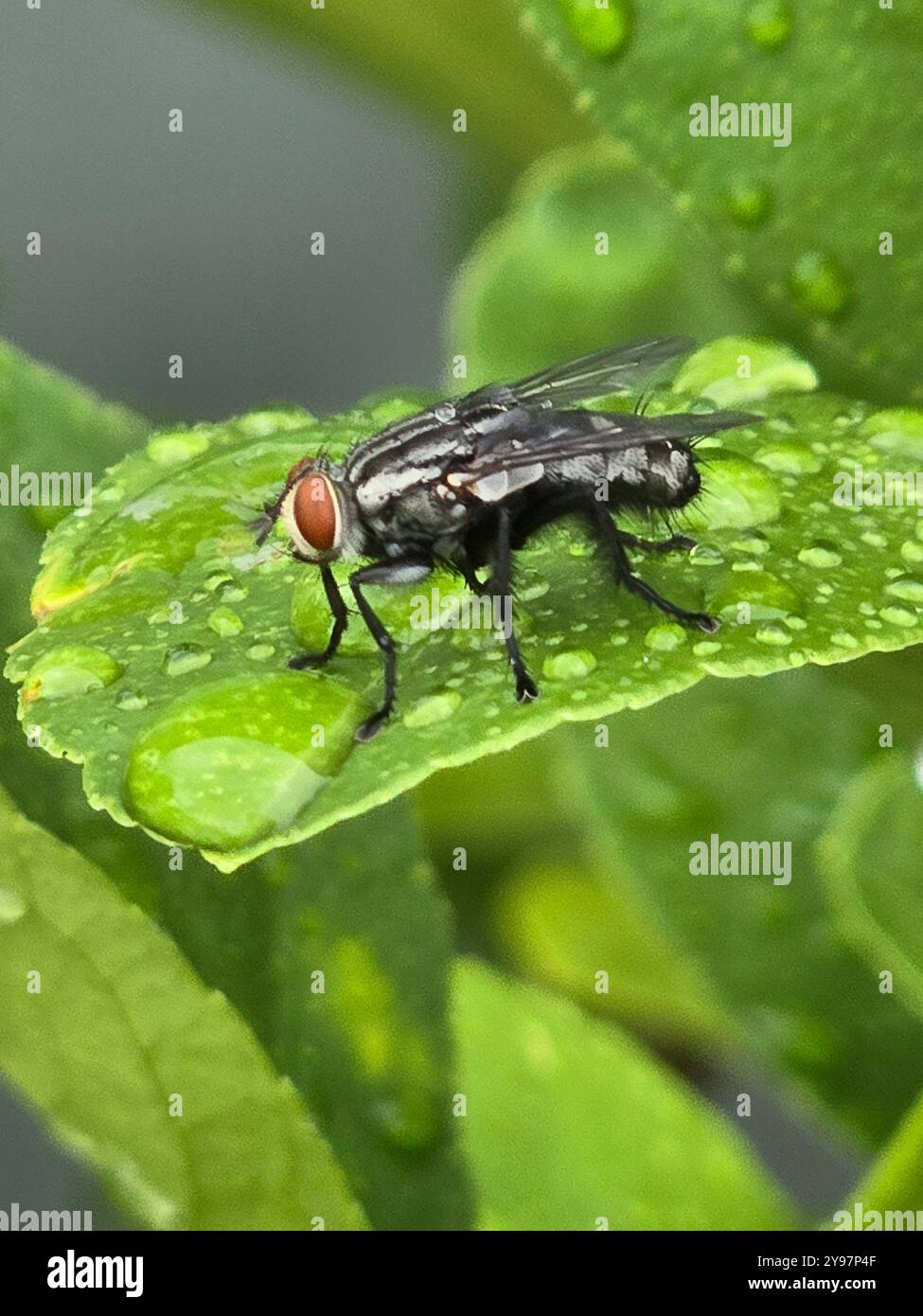 A closeup of a Housefly. - Smartphone Captured Stock Image