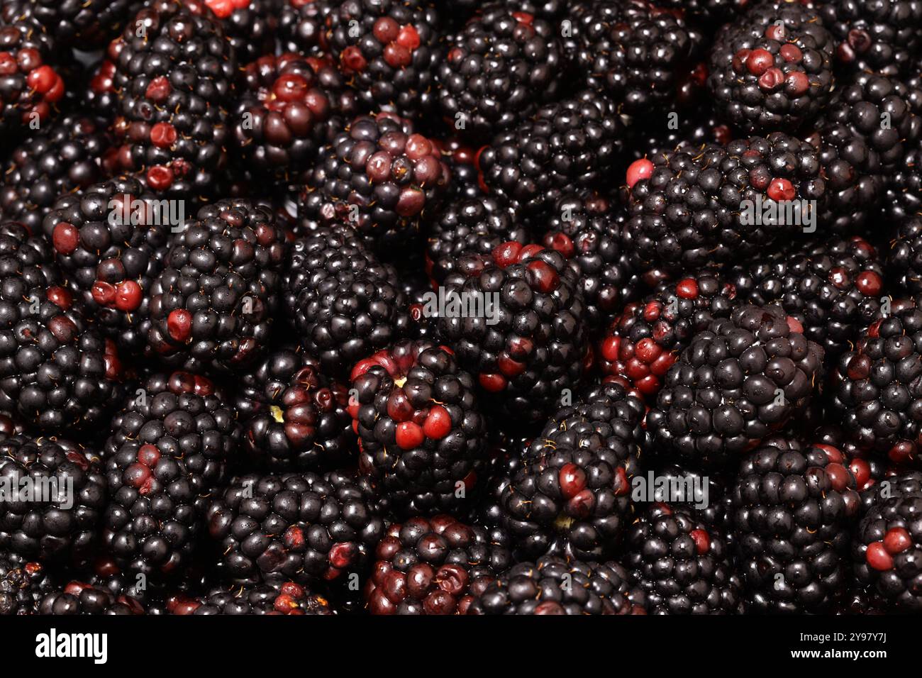 Background image of harvested ripe organic blackberries. Stock Photo