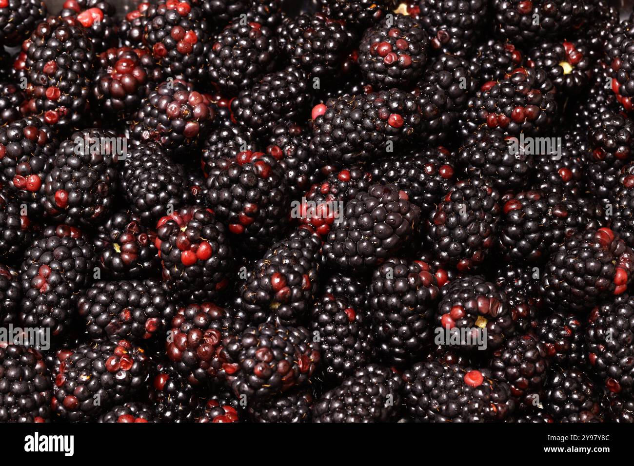 Background image of harvested ripe organic blackberries. Stock Photo
