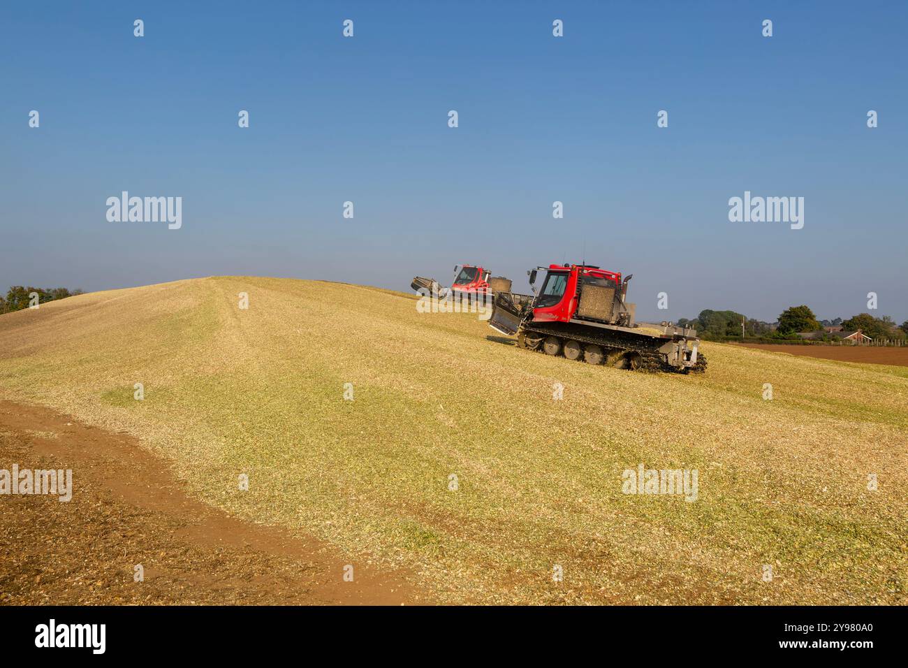 Maize in field hi-res stock photography and images - Alamy