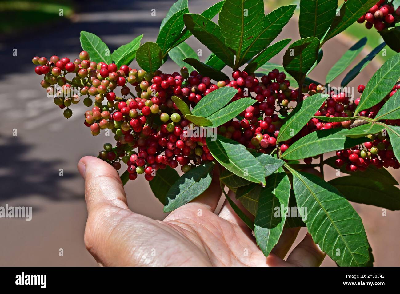 Eooerr Ree Brazilian peppertree fruits (Schinus terebinthifolius) on hand Stock ...