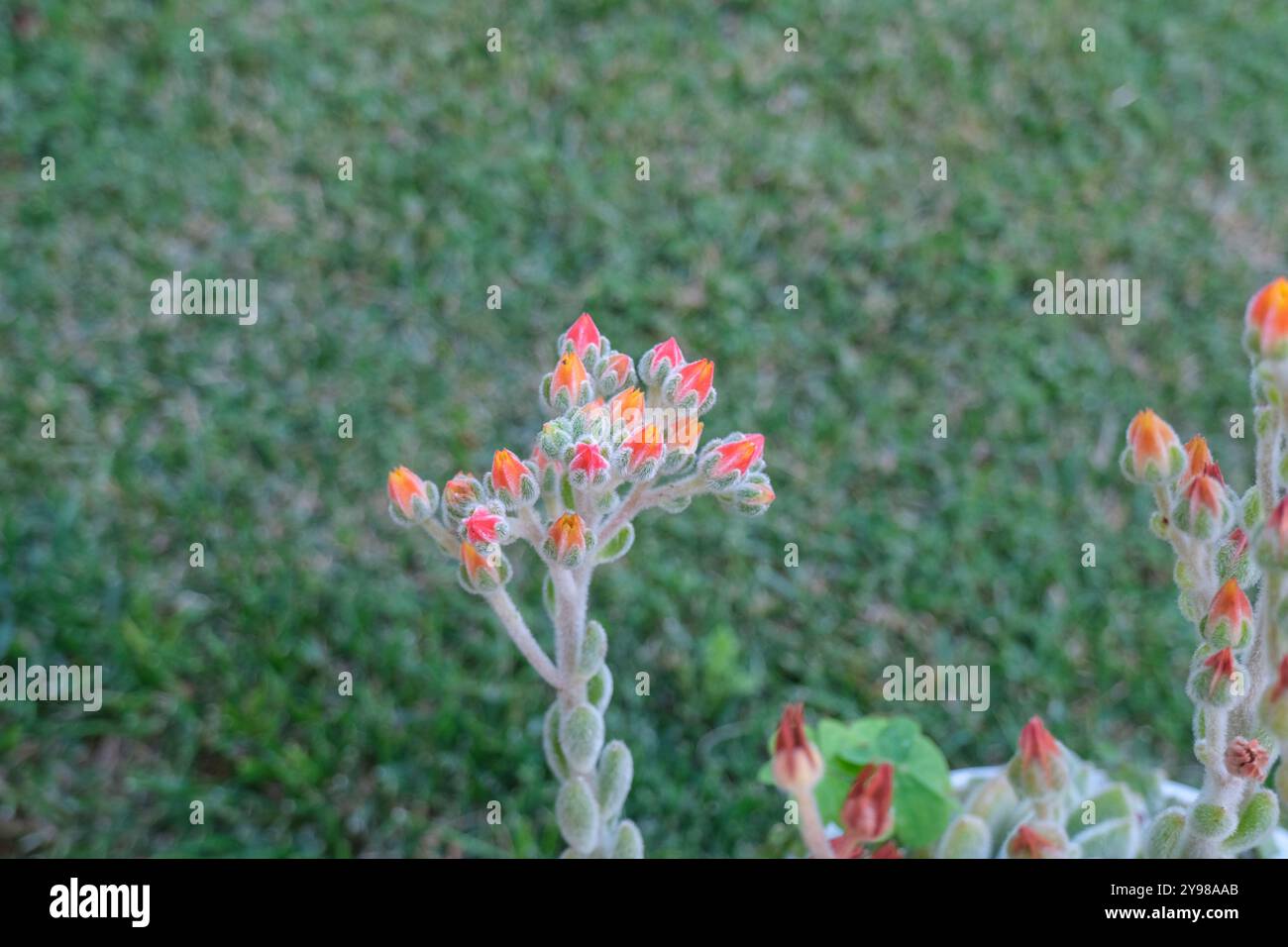 Ghost Echeveria Succulent with red flowers closeup across green grass. Family Crassulaceae. Succulents garden Stock Photo