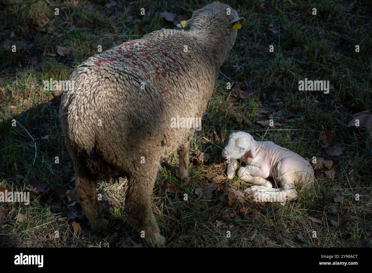 A sheep with her new born lamb, Saint-Remy-de-Provence, France. Stock Photo