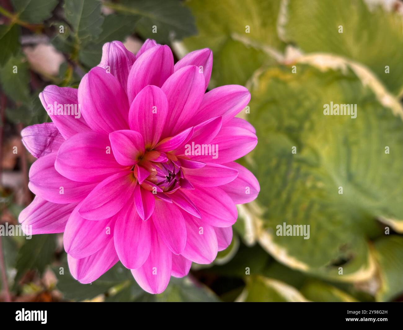 Dhalia Pinnata - pink flower with copy space on the right Stock Photo