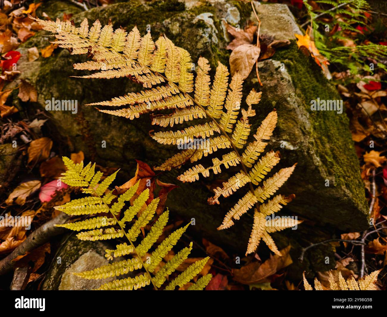 Golden ferns hi-res stock photography and images - Alamy