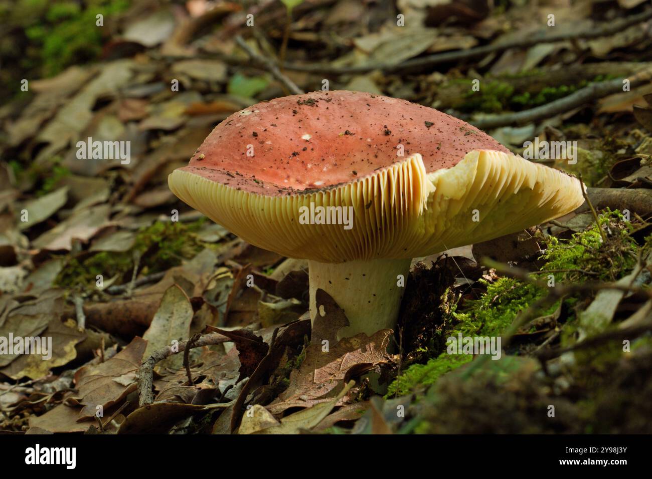 Russulaceae specimen of mature mushroom bloody brittlegill, Russula sanguinea ...