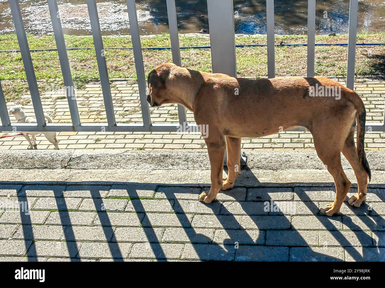 'Look at Me': A Dog's Unrequited Love Story Behind the Bars Stock Photo