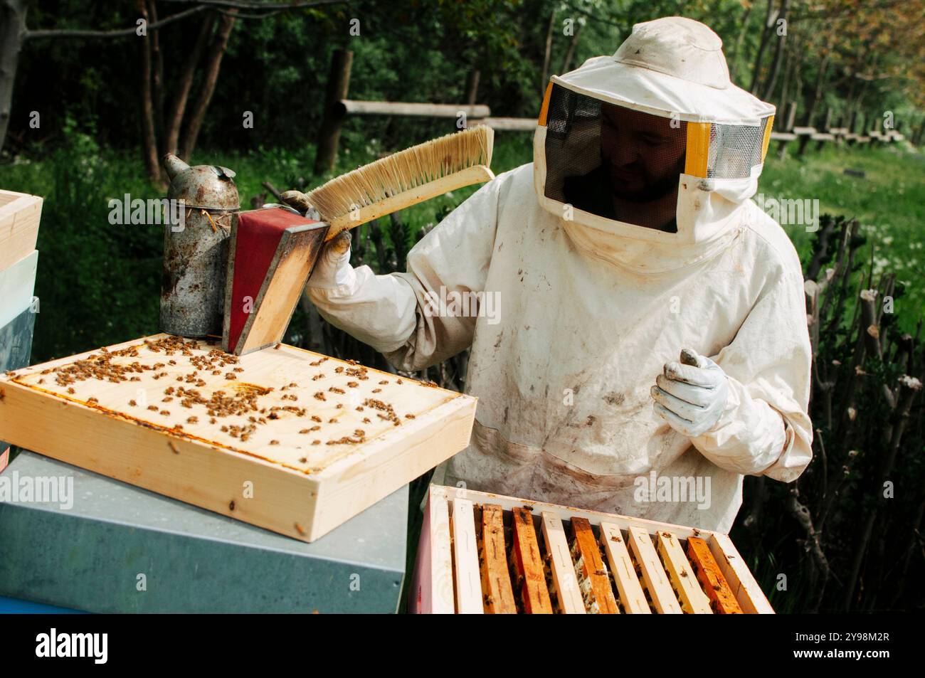 A farmer is working on extracting honey from a hive with bees Stock ...