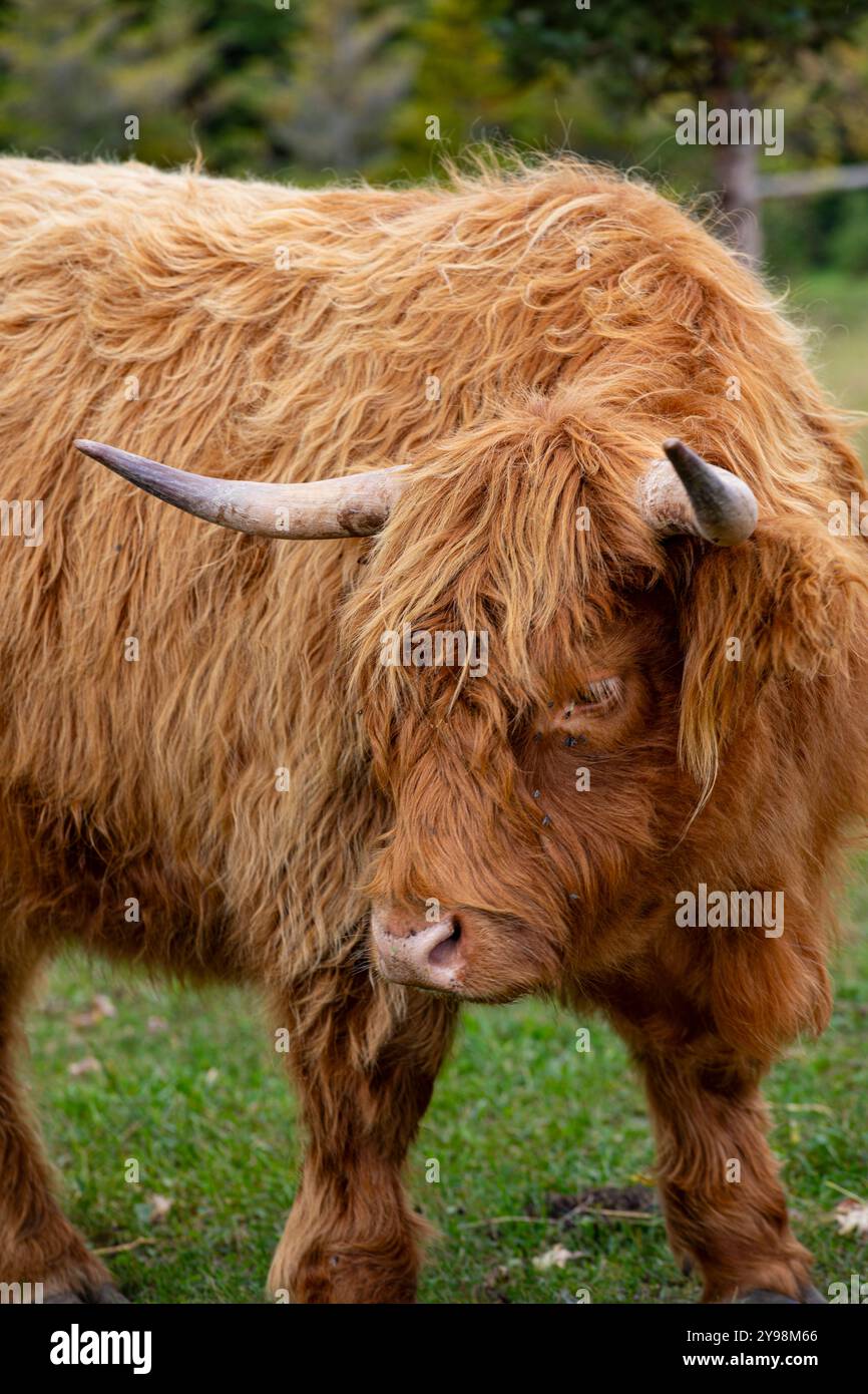 Highland cow in pasture Stock Photo - Alamy