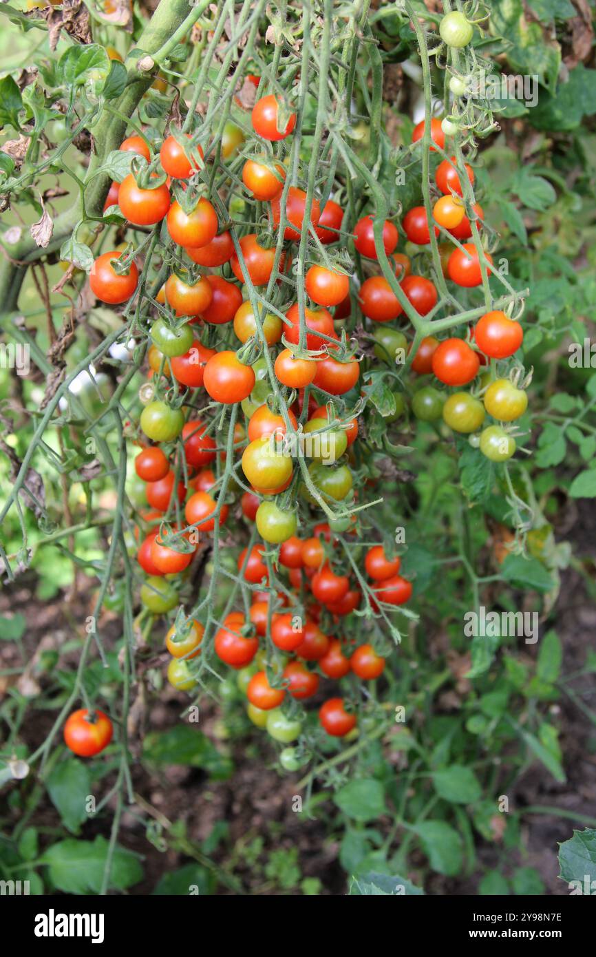 Cherry tomatoes on the vine Stock Photo