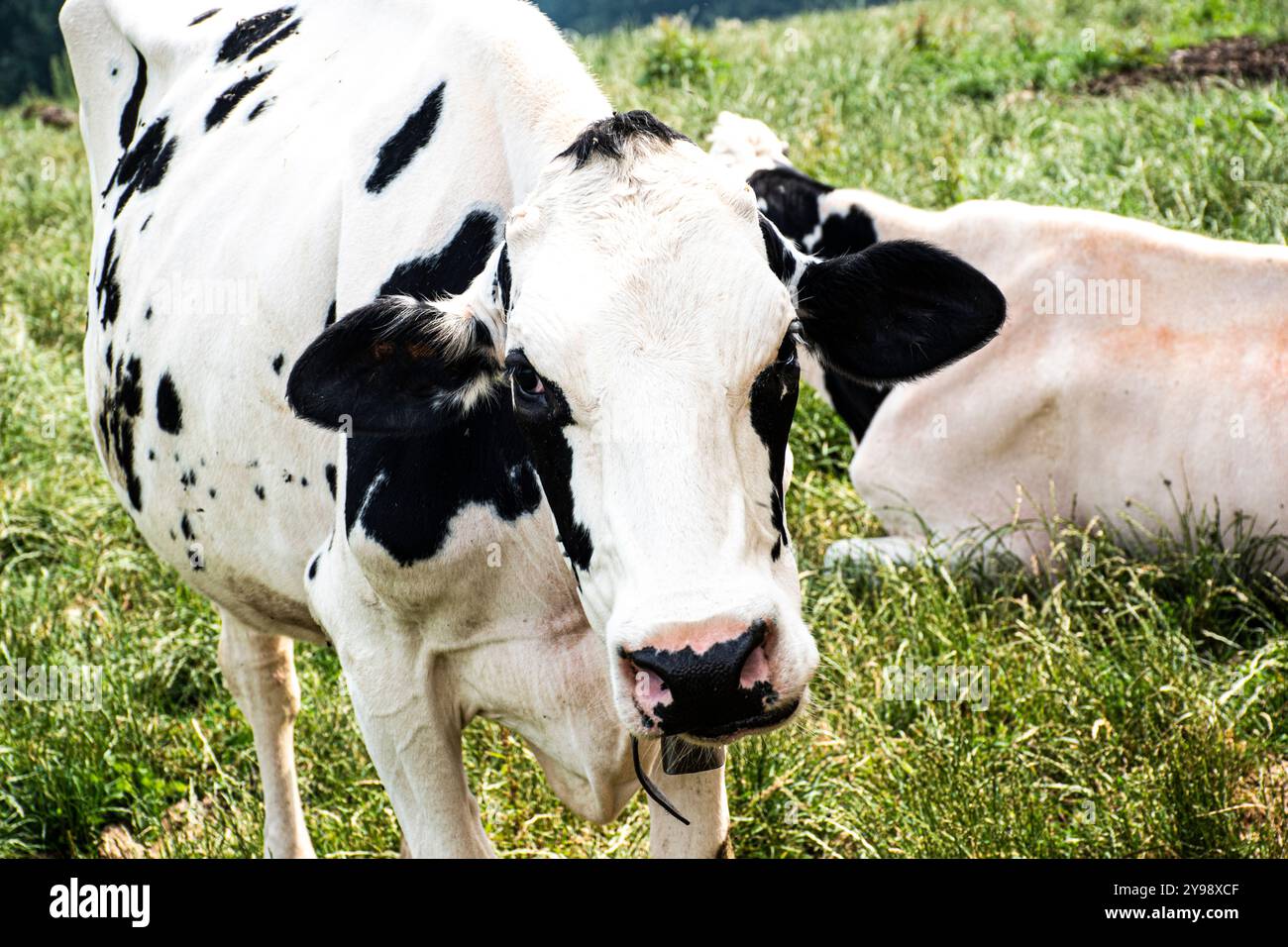 grazing black and white cow in Asiago Stock Photo - Alamy