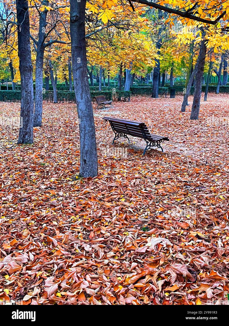 Autumn in El Retiro park. Madrid, Spain. - Smartphone Captured Stock Image