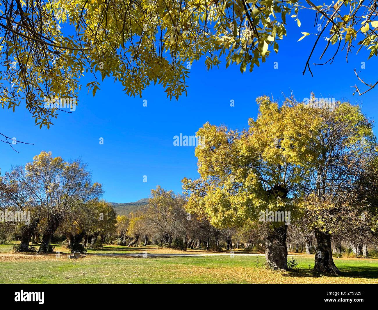 Autumn landscape. Sierra de Guadarrama National Park, Madrid province, Spain. - Smartphone Captured Stock Image