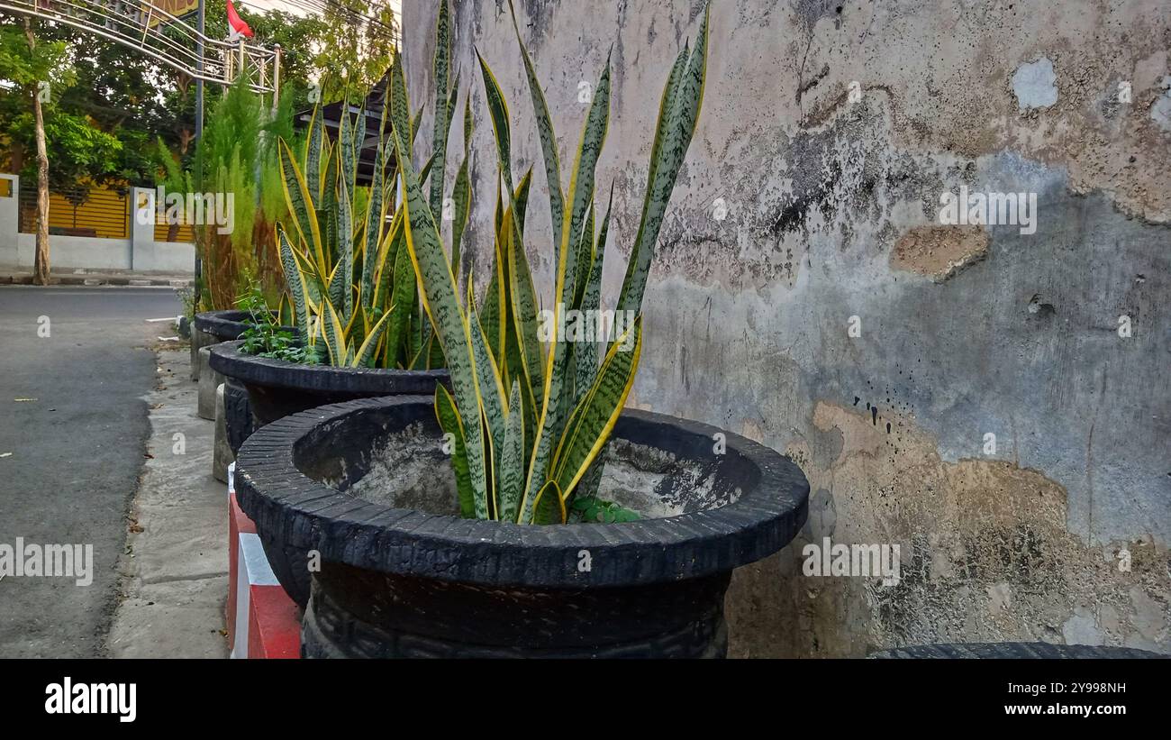 pleasant natural views - Smartphone Captured Stock Image
