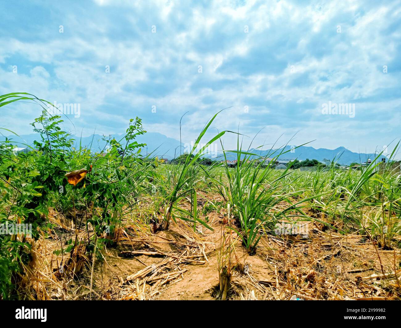 pleasant natural views - Smartphone Captured Stock Image