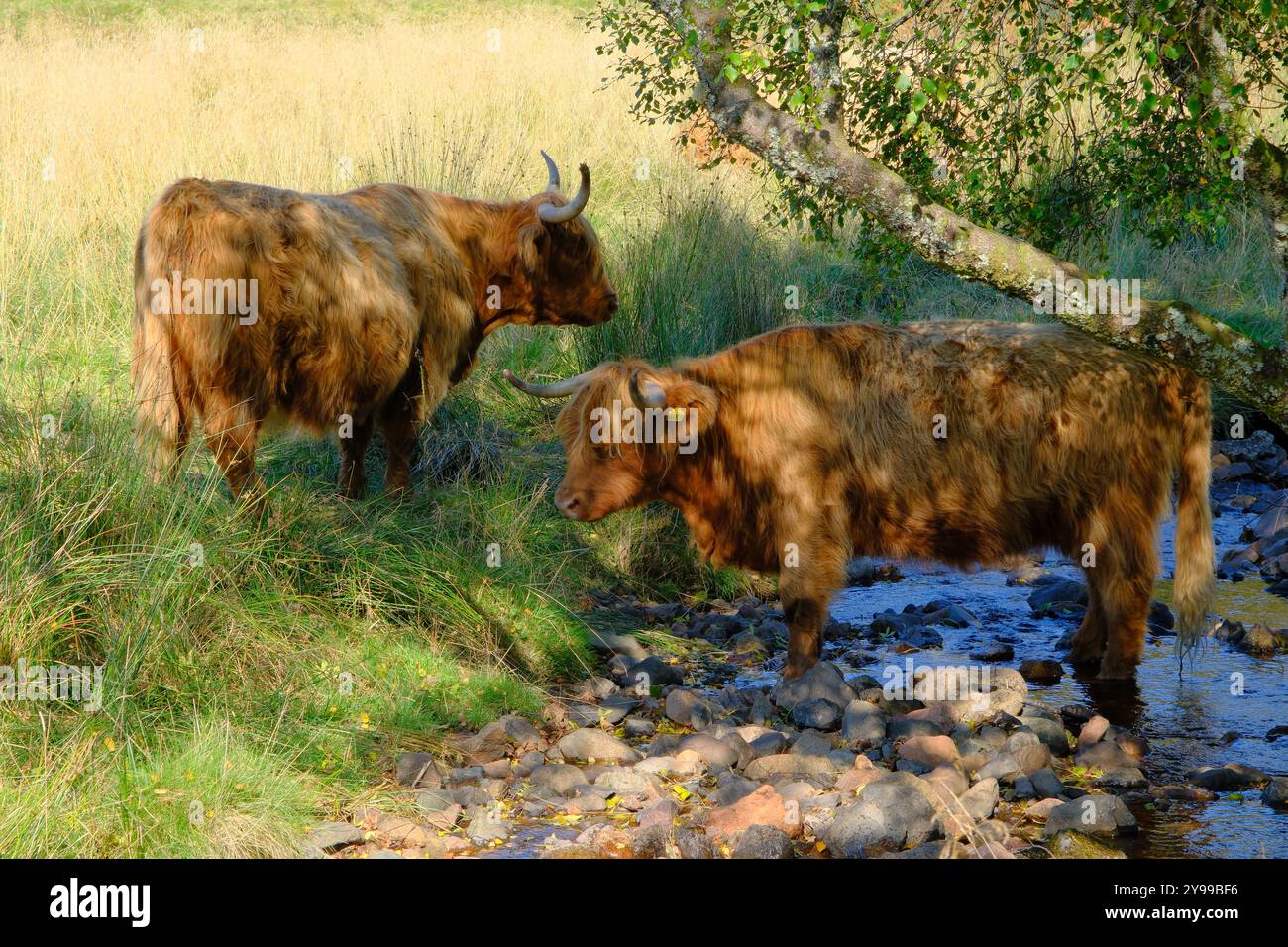 Tête De Vache Highland En Tissu – Décoration Murale – Logan & Logan – Fait Main Écosse – Grande