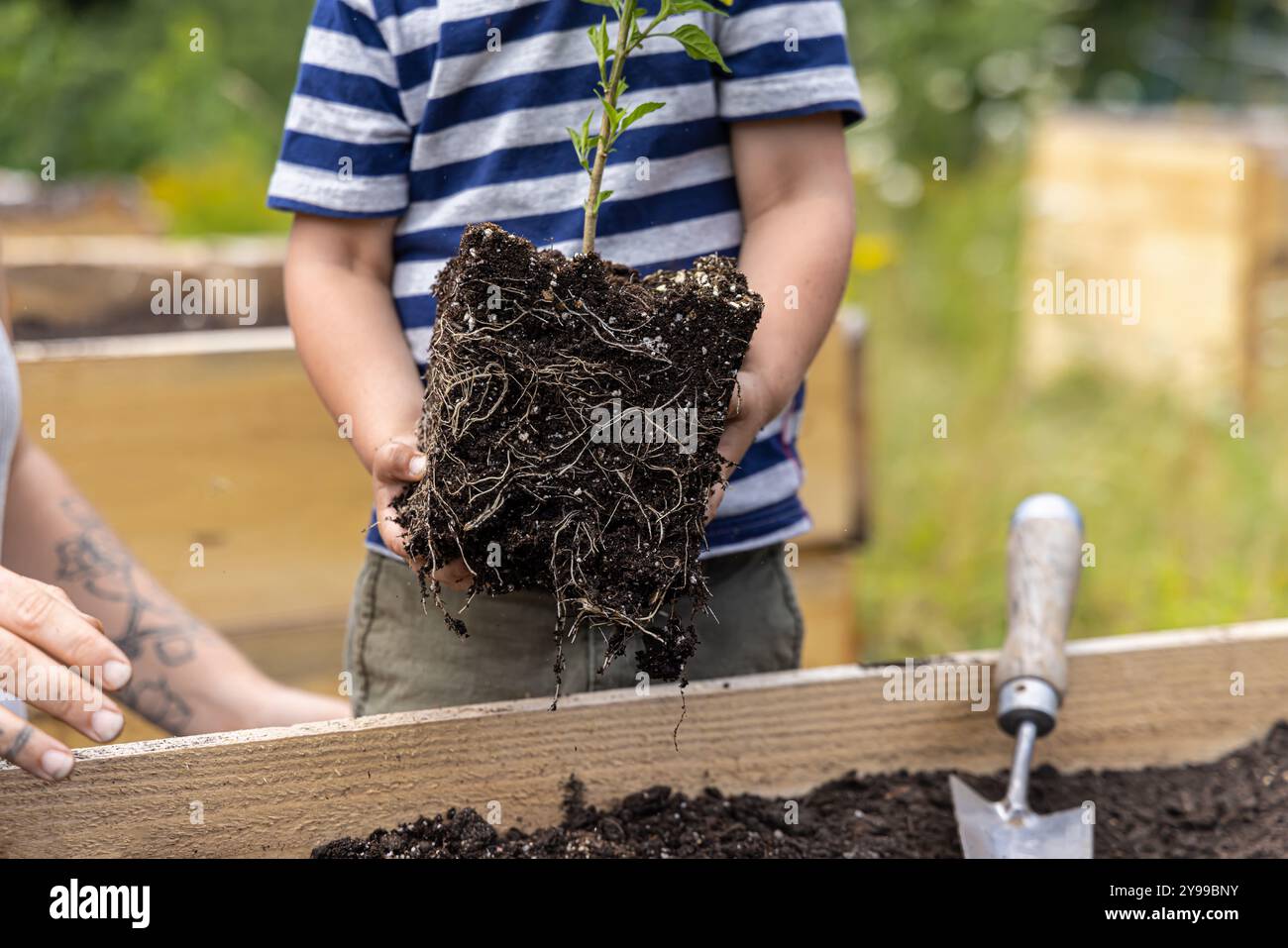 Young boy is carefully holding a tomato plant with its roots exposed, ready to be planted in a garden. Selective focus Stock Photo