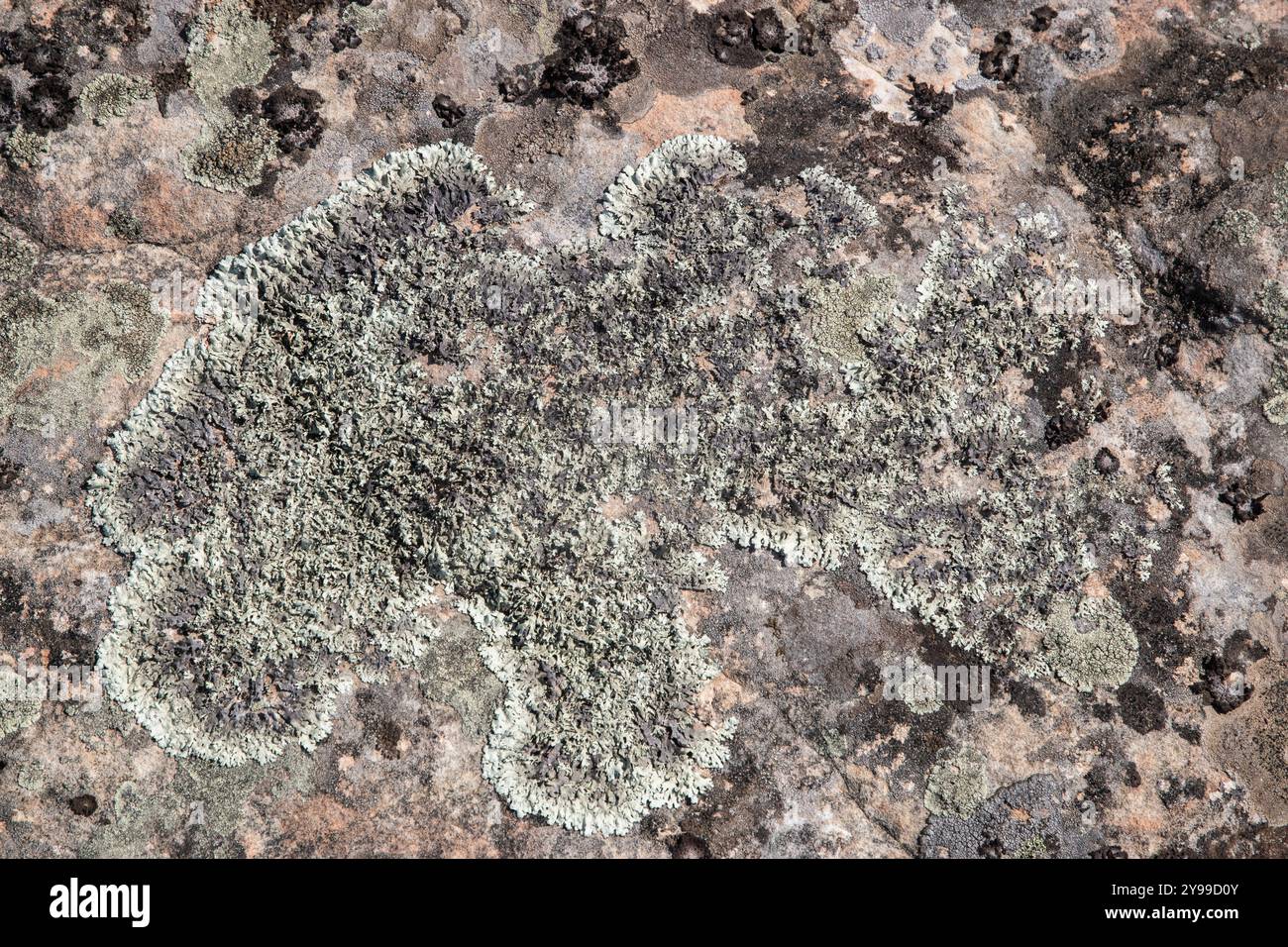 Rock surface covered with coloured lichens and mosses closeup as ...