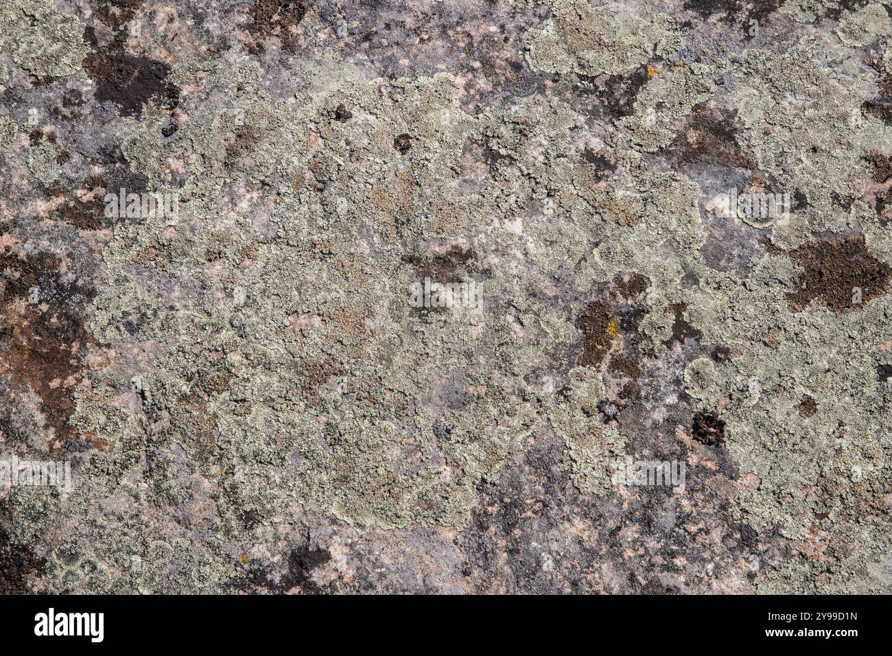 Rock surface covered with coloured lichens and mosses closeup as ...