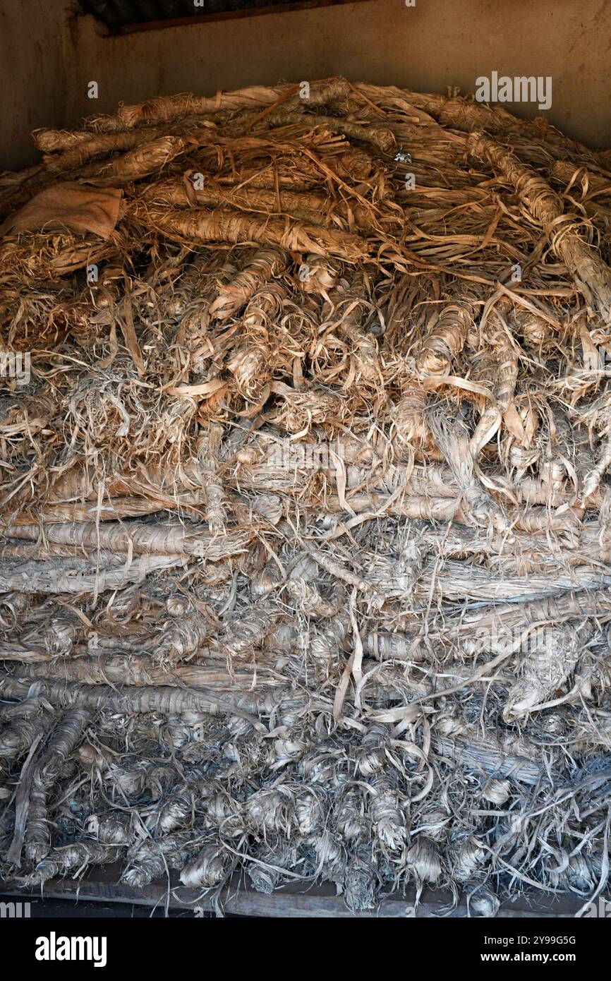 Ambalavao, avoha fibers stored to prepared antemoro paper. Haute ...