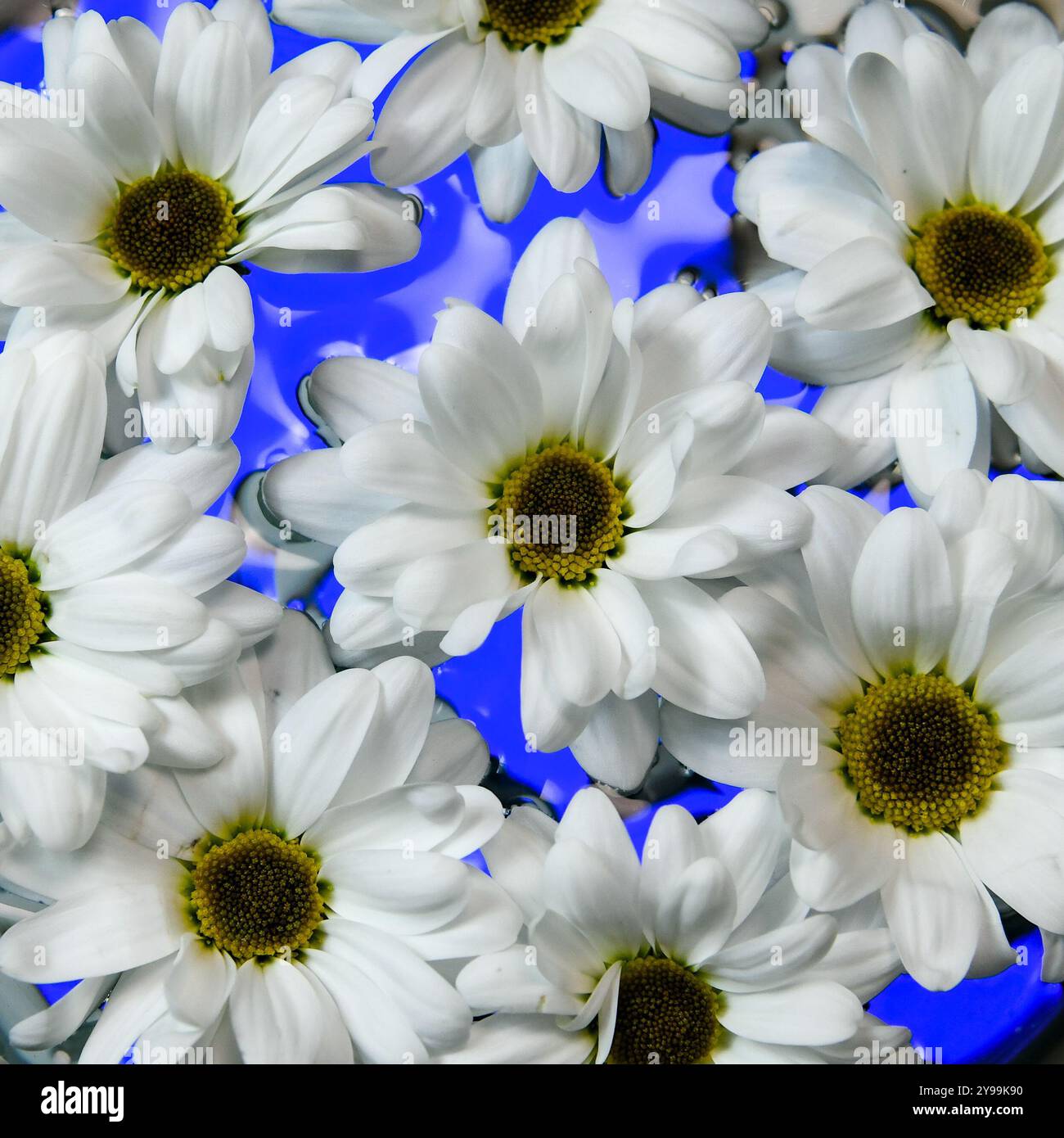 Light white flowers in water hi-res stock photography and images - Alamy