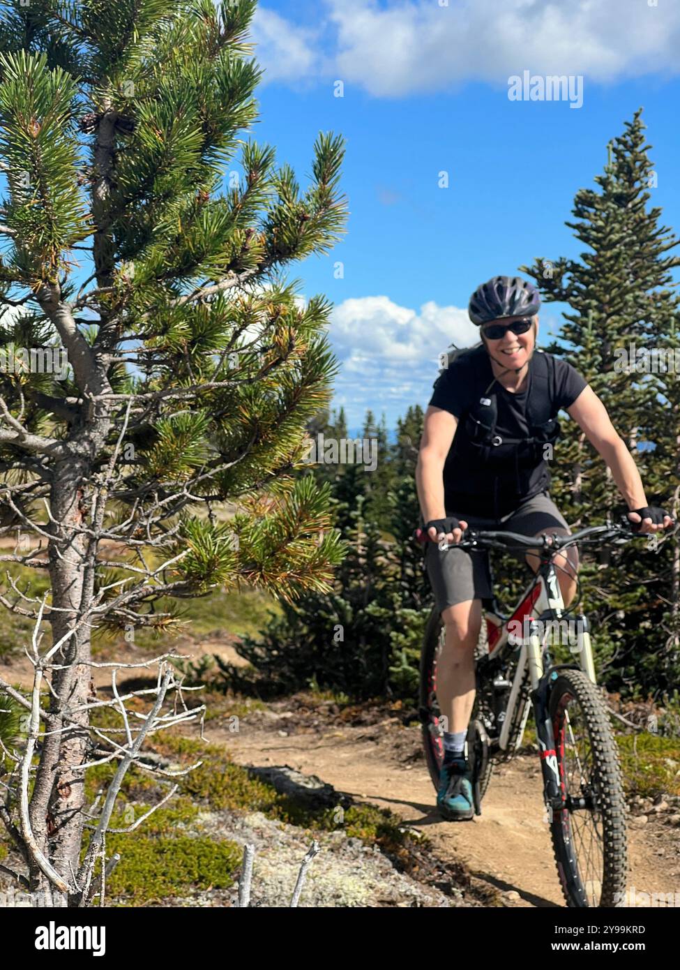 Cyclist enjoying the Round the Mountain trail on Hudson Bay Mountain, British Columbia, with vibrant pine trees and clear skies, ideal for outdoor use - Smartphone Captured Stock Image