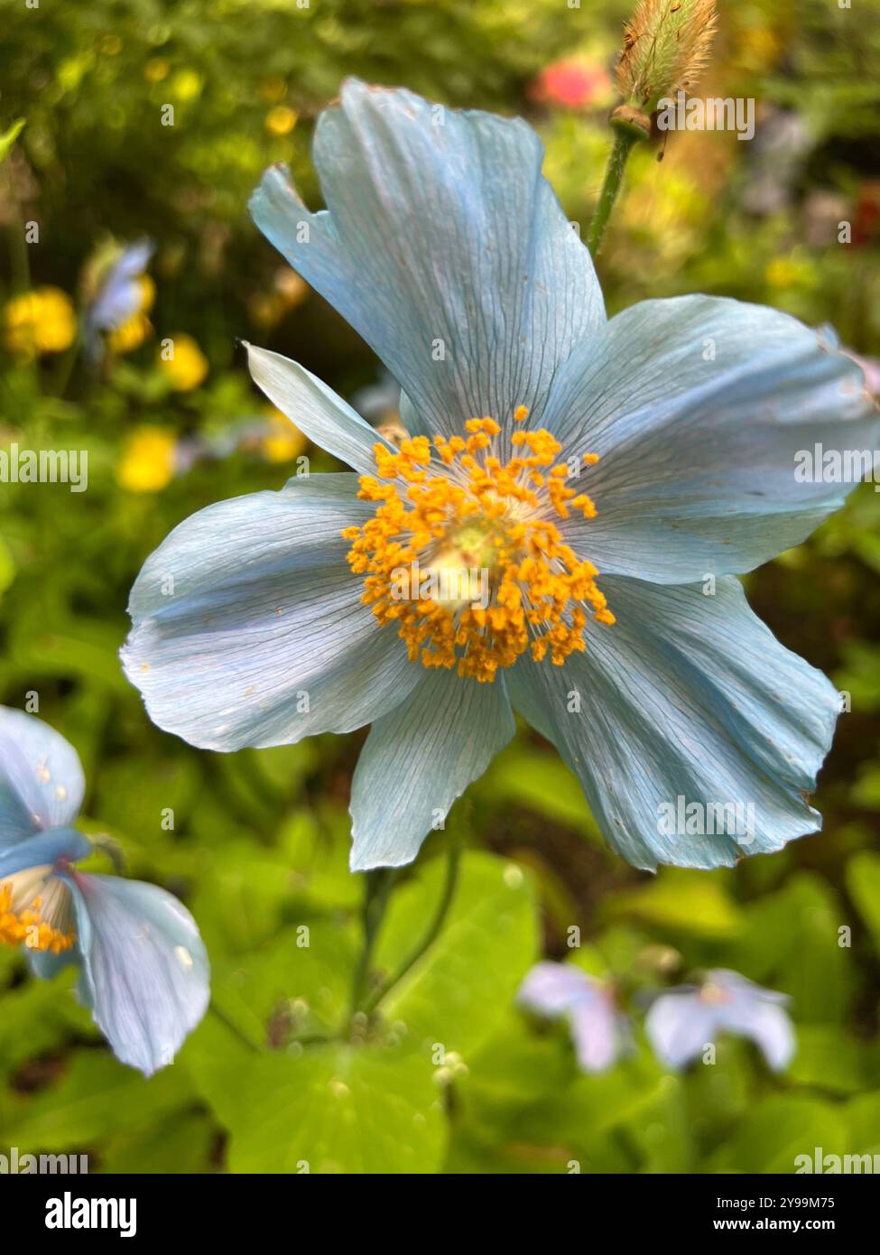 A vibrant Meconopsis betonicifolia (Himalayan blue poppy) bloom with delicate blue petals and bright yellow stamens, against a colorful garden - Smartphone Captured Stock Image